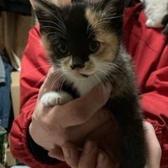 養豚場で産まれた子猫たち