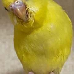セキセイインコを探しています。