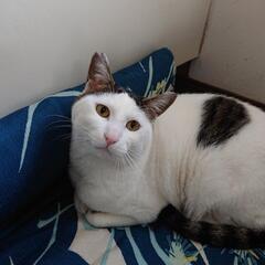 保護猫 白猫 シロキジ 男の子
