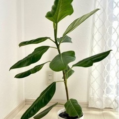 観葉植物フィカス曲の画像