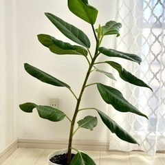 観葉植物フィカス曲