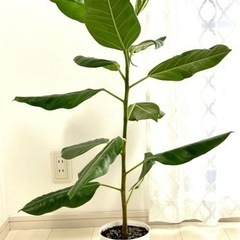 観葉植物フィカス直立80cmの画像