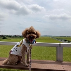 ３月１９日わんわんフェスタ開催します - 稲敷郡