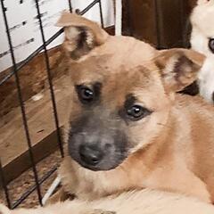 細身！小顔でスタイル抜群の女の子「しつ」