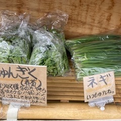 1/25 本日採れたてパクチーあります！の画像