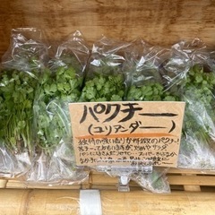 1/25 本日採れたてパクチーあります！の画像