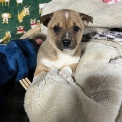 ぽっちゃりわんこ　①