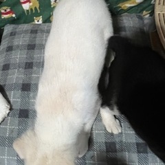 ぽっちゃりわんこ　　2 - 犬