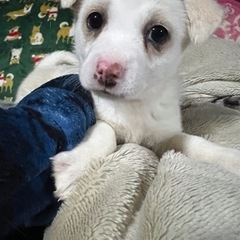 ぽっちゃりわんこ　　2