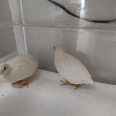 ひめうずら♂♀ペア②