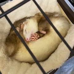 フェレット  里親さん決まりました🙇‍♀️