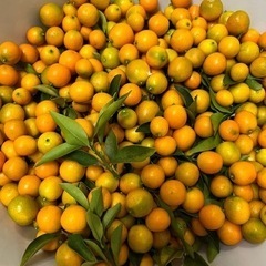 金柑１キロ　ありがとうございます、売り切れ