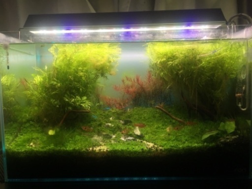 ADA 60cmレイアウト水槽セット