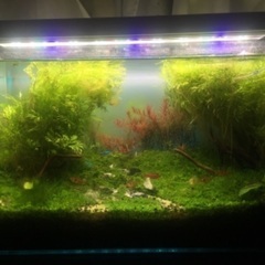ADA 60cmレイアウト水槽セット