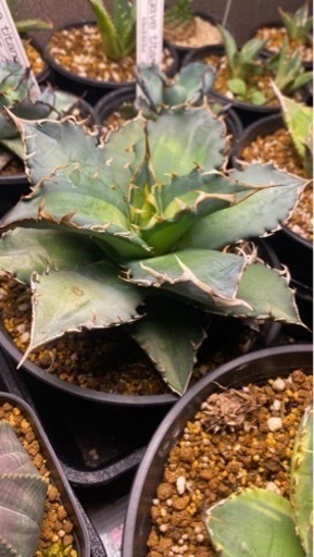 アガベ　チタノタ　福健白鯨　夕映