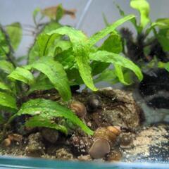 熱帯魚　ヒメタニシ　オスメス