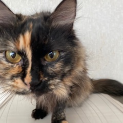 3歳　女の子　雑種　さびねこ
