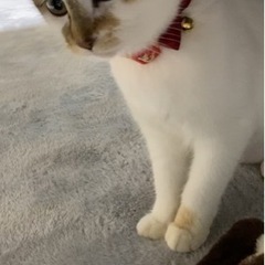 懐こく、可愛らしい三毛の女の子ララちゃん　約8ヶ月