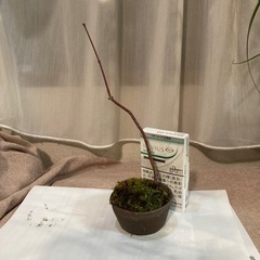 ［再々々々値下］ミニ盆栽　もみじの画像