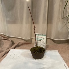 ［再々々々値下］ミニ盆栽　もみじの画像