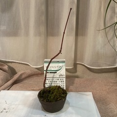 ［再々々々値下］ミニ盆栽　もみじの画像