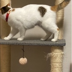 懐こく、可愛らしい三毛の女の子ララちゃん　約8ヶ月 - 猫