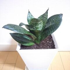 サンスベリア②