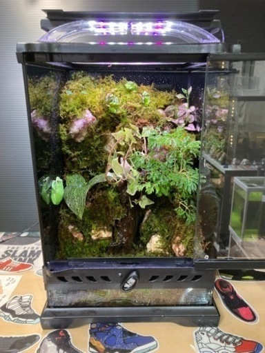 ☆杜のメダカ☆★イモリ・カエル飼育にオススメ！！コケリウム・パルダリウム完成品★グラステラリウムナノ★ライト付き