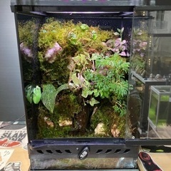 ☆杜のメダカ☆★イモリ・カエル飼育にオススメ！！コケリウム・パル...