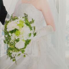 ウェディンググローブ　肘下　イノセントリーの画像