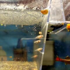 熱帯魚育ててみませんか？ライヤーテールモーリー 稚魚の画像