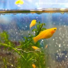 熱帯魚育ててみませんか？ライヤーテールモーリー 稚魚の画像