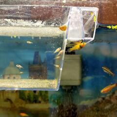 熱帯魚育ててみませんか？ライヤーテールモーリー 稚魚の画像
