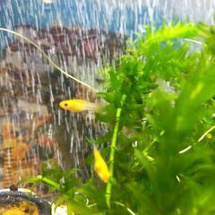 熱帯魚育ててみませんか？ライヤーテールモーリー 稚魚の画像