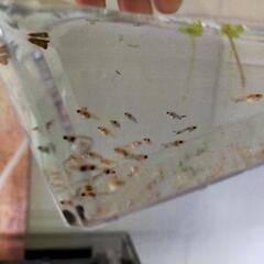 熱帯魚育ててみませんか？ライヤーテールモーリー 稚魚の画像