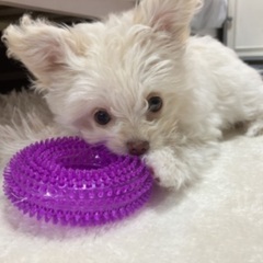 犬友募集です！