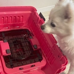 【綺麗】ドックキャリー　犬のゲージの画像
