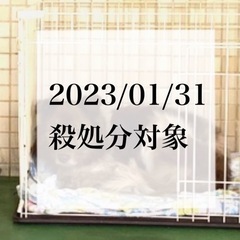 【里親様決まりました✨】推定３歳男の子チョコくん