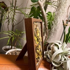 IKEAフォトフレームにドライフラワーを詰めてみた🐣の画像