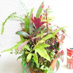 崖にハナキリン