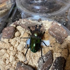 【値下げしました】ニジイロクワガタ(小型)  1匹