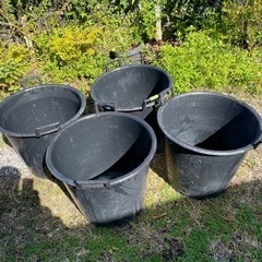 大きいバケツ　水耕栽培、メダカ？　差し上げます