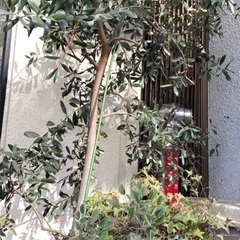 オリーブの木と寄せ植えたプランター