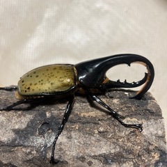 （只今、取引中）ヘラクレス　B品　3頭セット　ランダムの画像