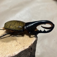 （只今、取引中）ヘラクレス　B品　3頭セット　ランダムの画像