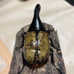 （只今、取引中）ヘラクレス　B品　3頭セット　ランダムの画像
