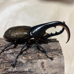（只今、取引中）ヘラクレス　B品　3頭セット　ランダムの画像