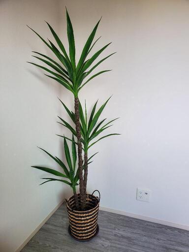 人工観葉植物(光触媒)おしゃれにインテリア！