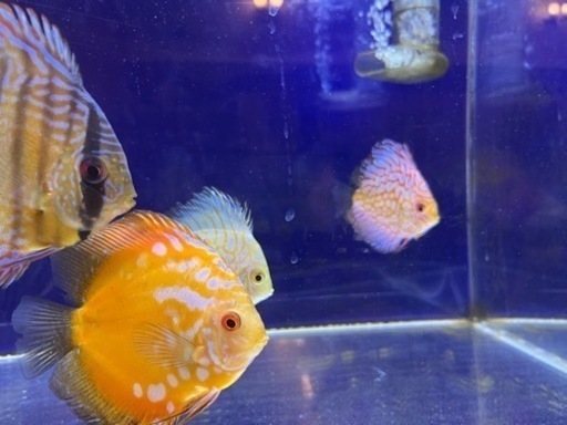 ディスカス10匹セット　決まりました