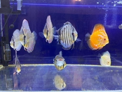 ディスカス10匹セット　決まりました